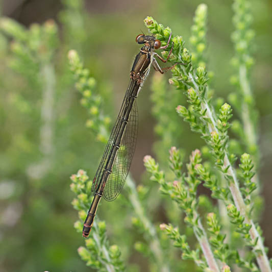 Ceriagrion tenellum female melanogastrum-223628.jpg